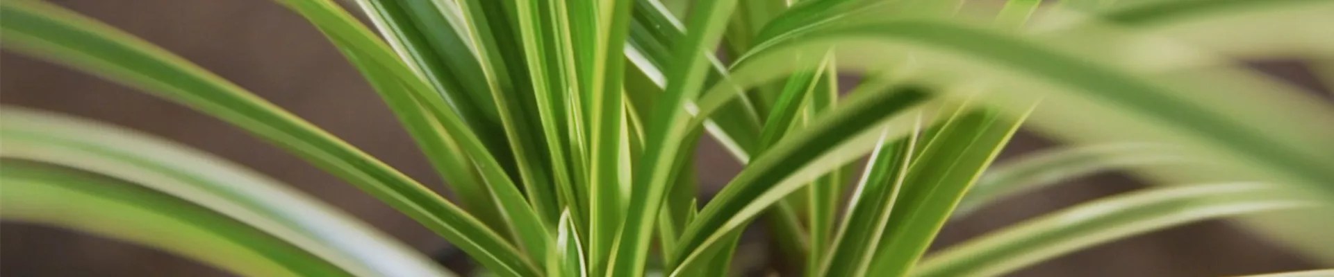 Japansegge - Einpflanzen im Garten Japansegge - Einpflanzen im Garten