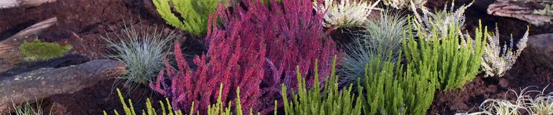 Ein Heidegarten anlegen (Thumbnail) Ein Heidegarten anlegen (Thumbnail)