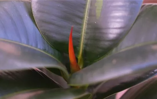 Gummibaum - Umtopfen Gummibaum - Umtopfen