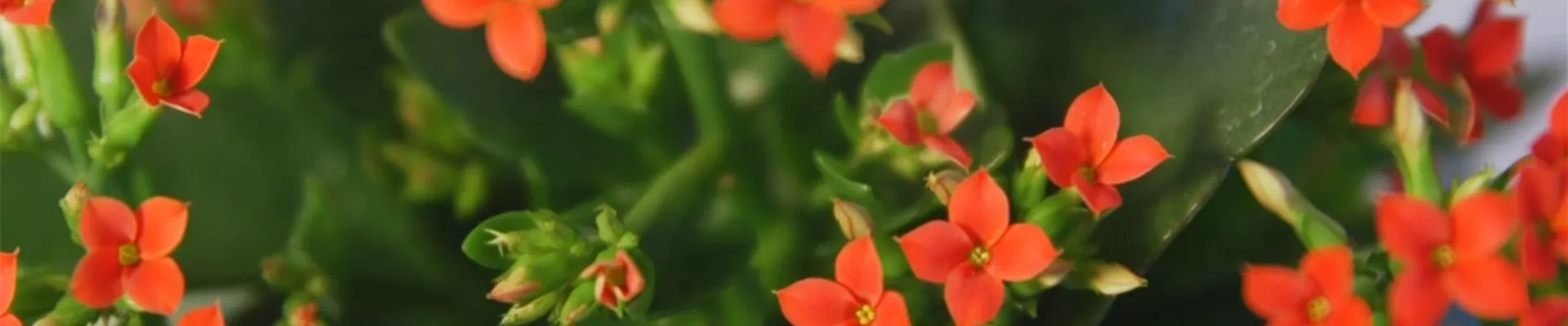 Flammendes Käthchen - Umtopfen (thumbnail) Flammendes Käthchen - Umtopfen (thumbnail)