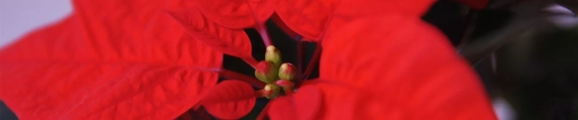 Weihnachtsstern - Umtopfen (Thumbnail) Weihnachtsstern - Umtopfen (Thumbnail)