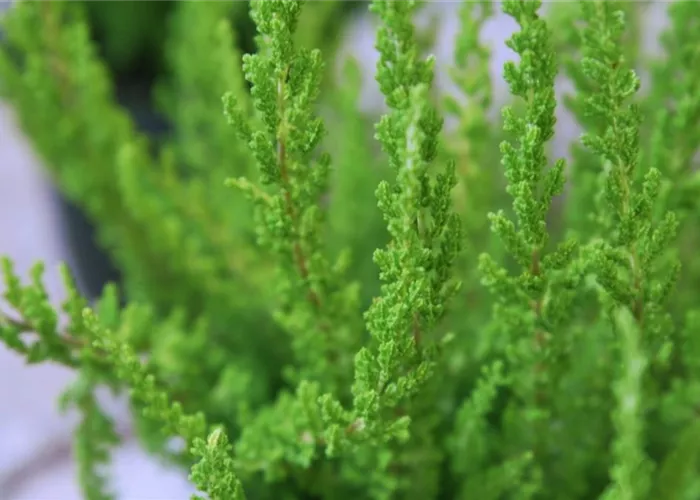 Besenheide - Einpflanzen im Garten Besenheide - Einpflanzen im Garten