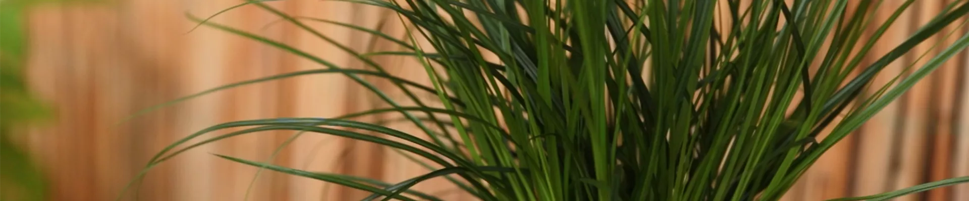 Gartensegge - Einpflanzen in ein Gefäß (Thumbnail) Gartensegge - Einpflanzen in ein Gefäß (Thumbnail)