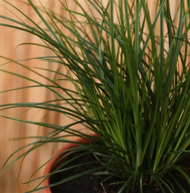 Gartensegge - Einpflanzen in ein Gefäß