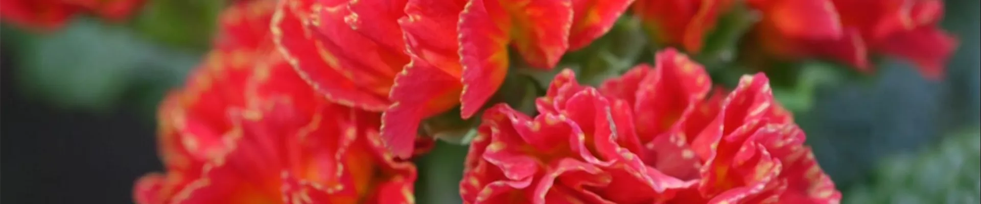 Primeln - Einpflanzen im Garten (thumbnail) Primeln - Einpflanzen im Garten (thumbnail)