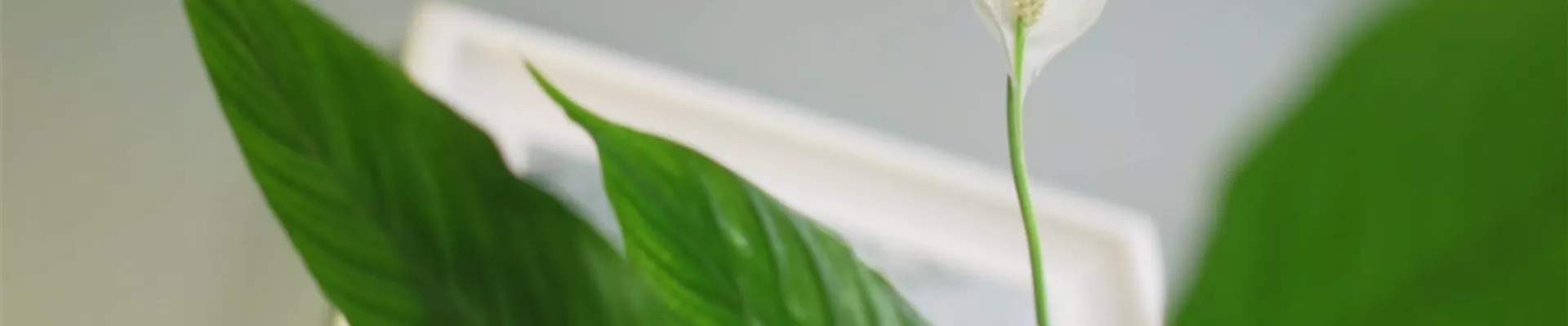 Zimmerpflanzenportrait - Einblatt (Thumbnail)