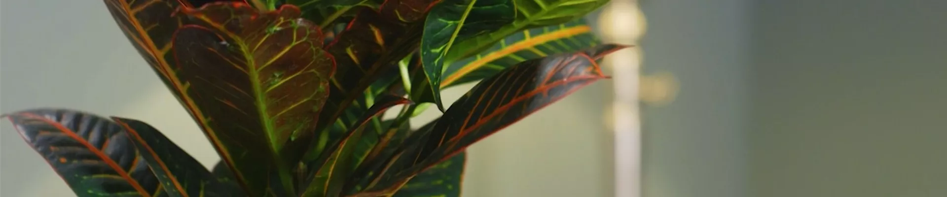 Wunderstrauch- Thumbnail