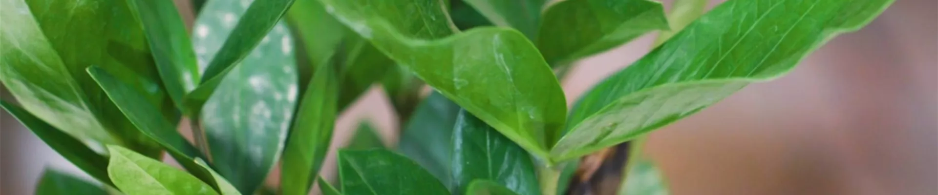 Glücksfeder - Umtopfen (Thumbnail)