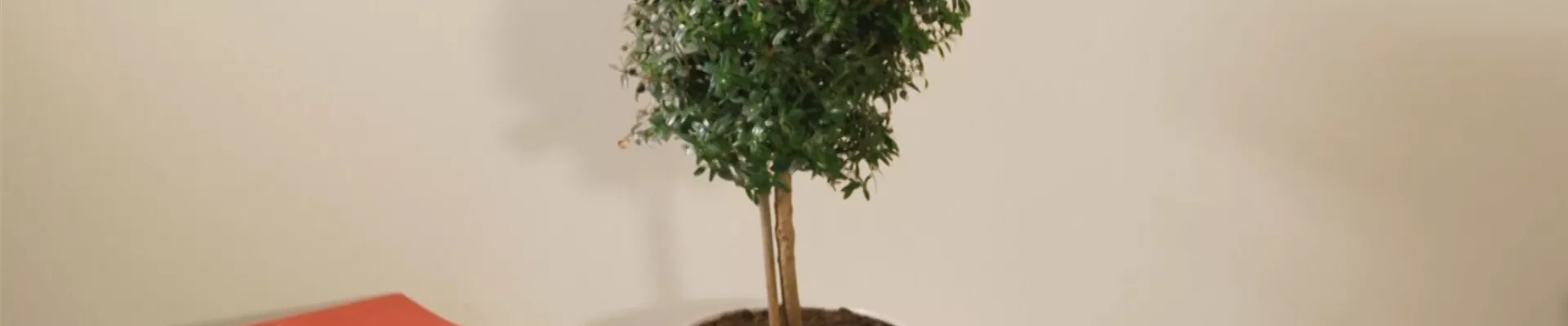 Brautmyrte - Umtopfen (thumbnail) Brautmyrte - Umtopfen (thumbnail)