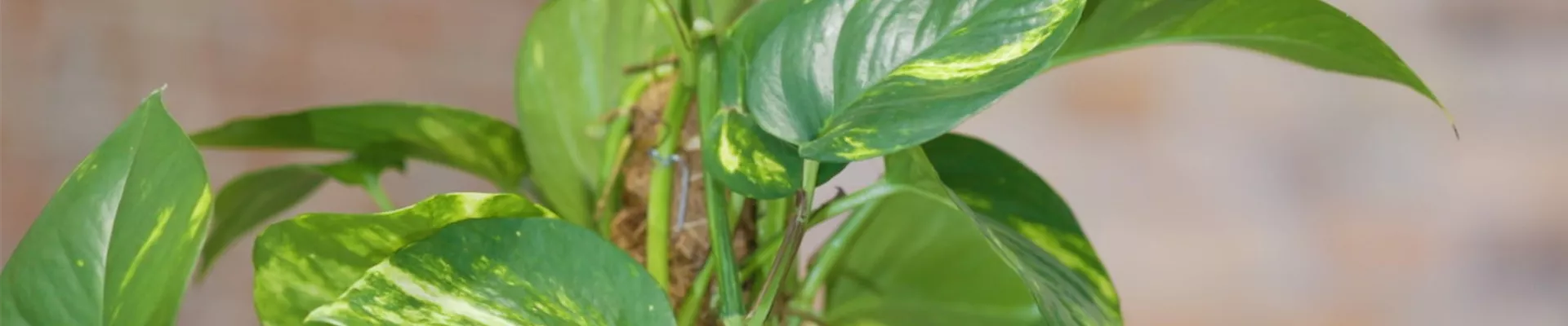 Goldene Efeutute - Umtopfen (Thumbnail)