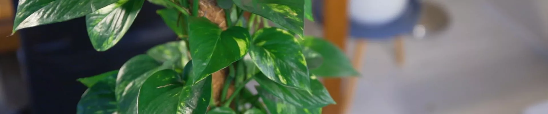 Efeutute (Thumbnail)