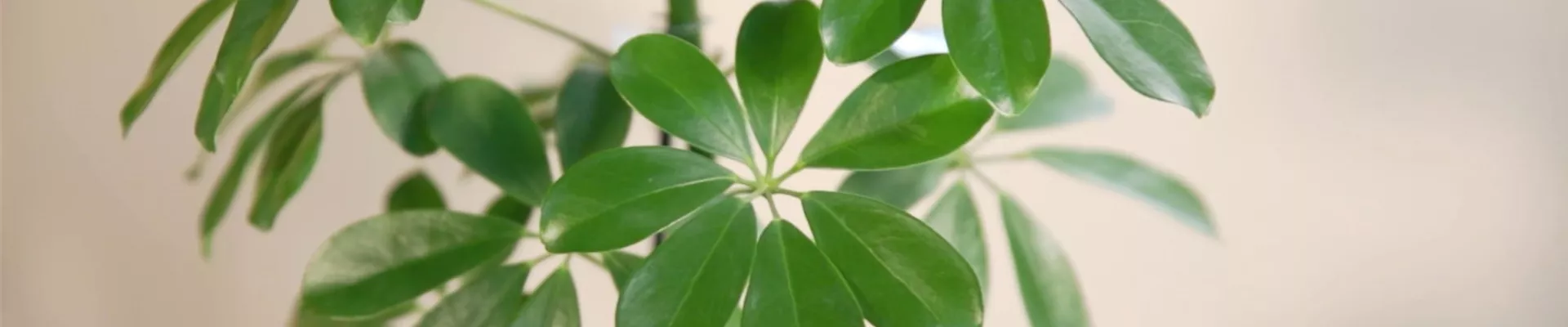 Zimmerpflanzenportrait - Strahlenaralie (Thumbnail)