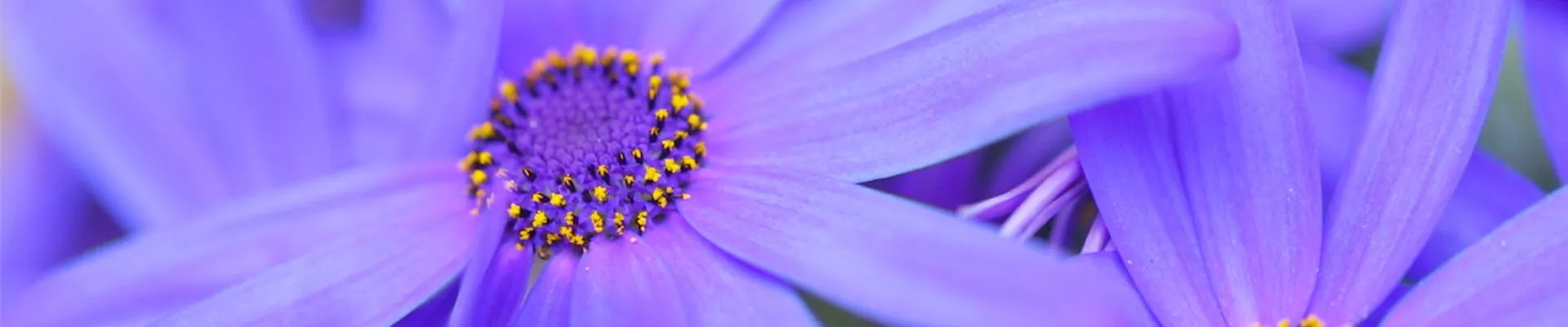 Gartenzinerarie - Einpflanzen im Garten (Thumbnail)