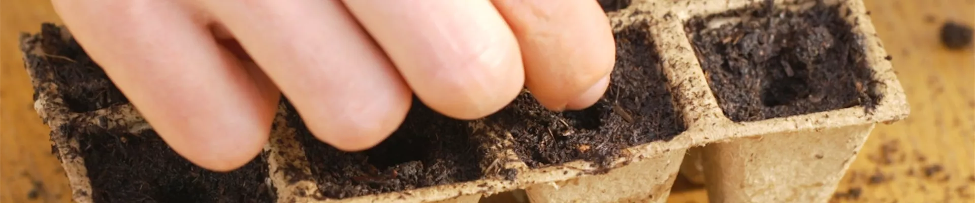 Hausgurke - Aussaat (Thumbnail)