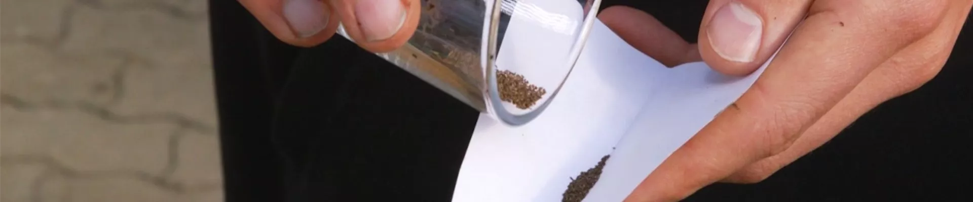 Estragon - Aussaat (Thumbnail) Estragon - Aussaat (Thumbnail)