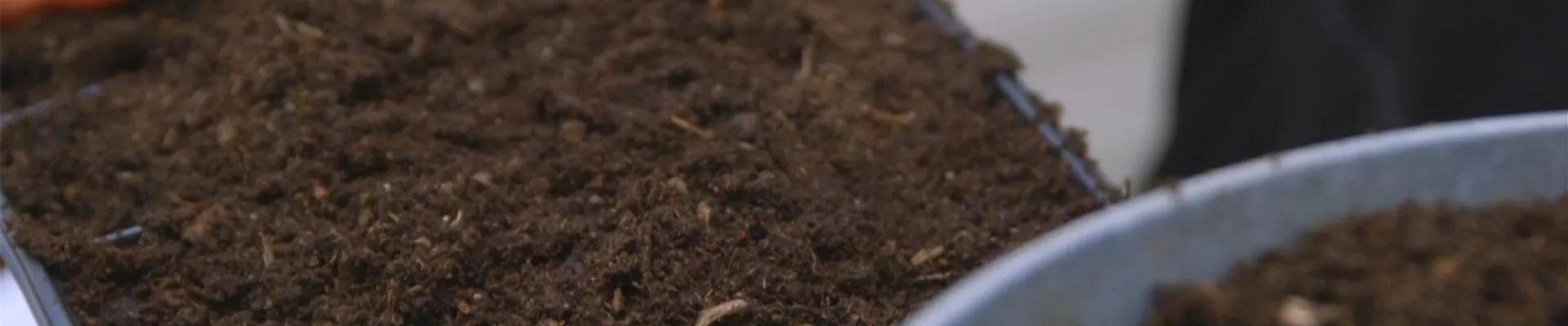 Majoran - Aussaat und Anzucht (Thumbnail)