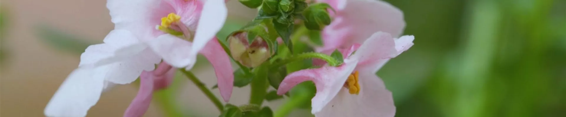 Elfensporn - Einpflanzen in ein Gefäß (thumbnail)