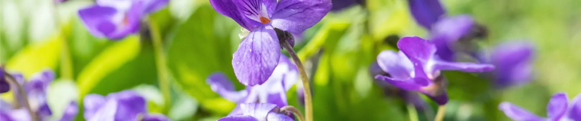 Duftveilchen - Einpflanzen im Garten (Thumbnail)