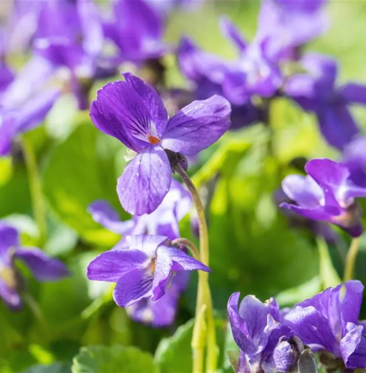 Duftveilchen - Einpflanzen im Garten