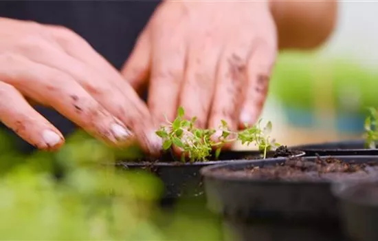 Thymian - Pikieren Thymian - Pikieren