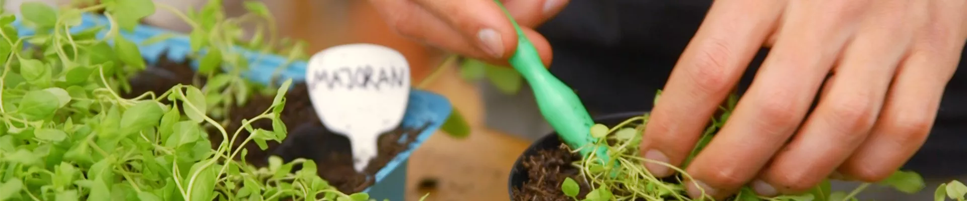 Majoran - Pikieren10