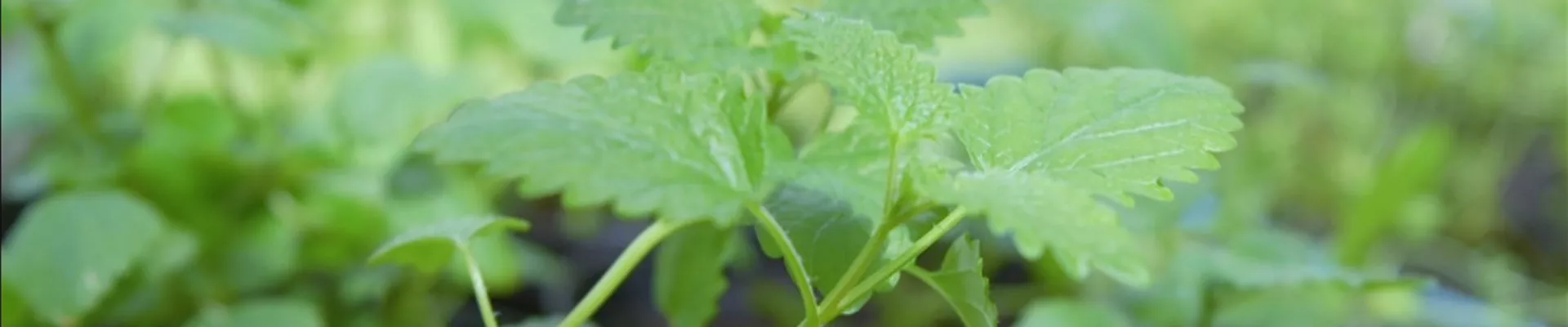 Zitronenmelisse - Pikieren (Thumbnail)