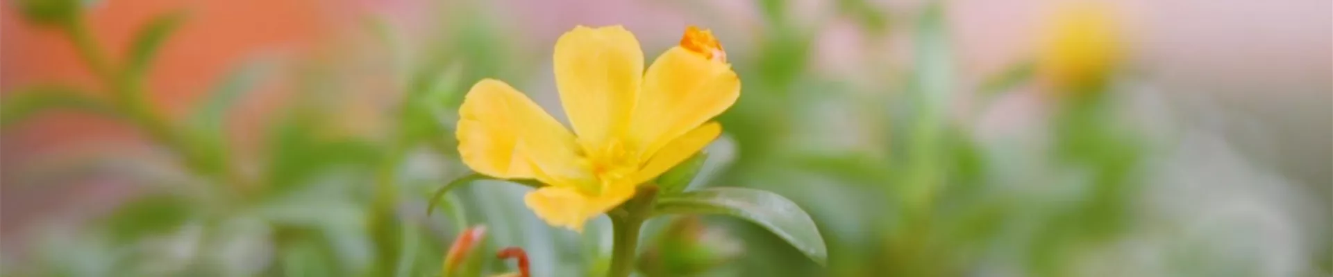 Portulakröschen - Einpflanzen im Garten (Thumbnail)