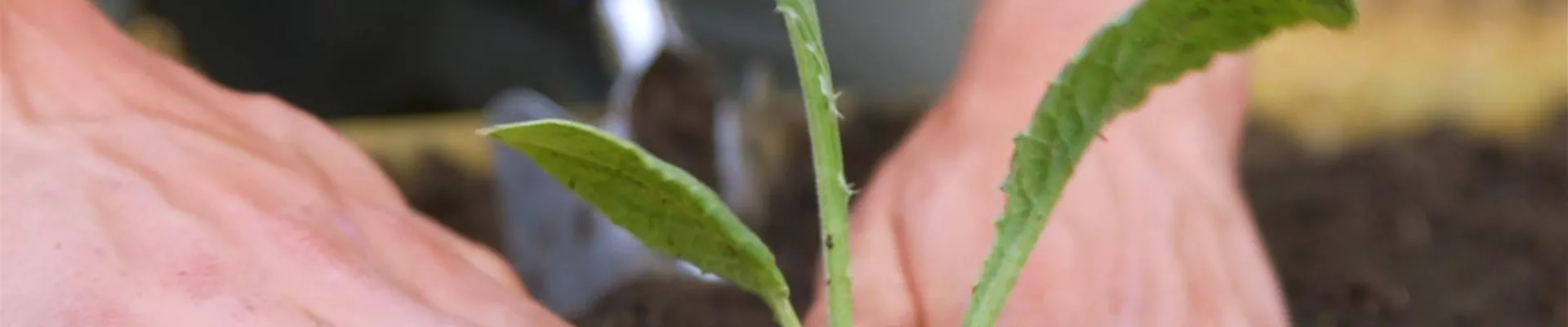 Artischocken - Einpflanzen im Garten (Thumbnail)
