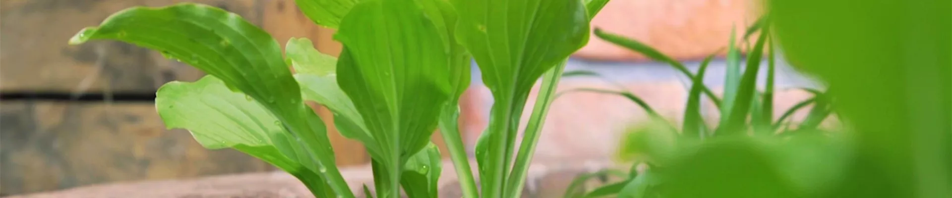 Funkie - Einpflanzen im Garten (Thumbnail)