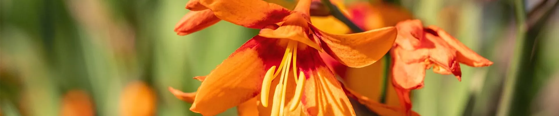 Montbretie - Einpflanzen im Garten (Thumbnail) Montbretie - Einpflanzen im Garten (Thumbnail)