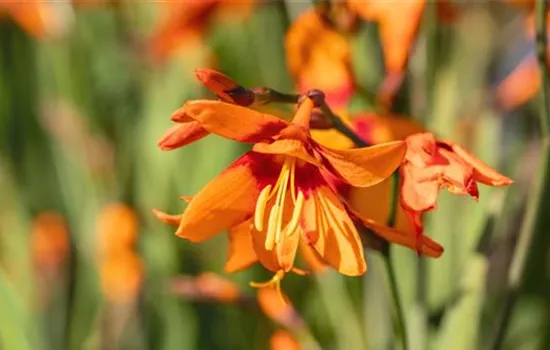 Montbretie - Einpflanzen im Garten Montbretie - Einpflanzen im Garten