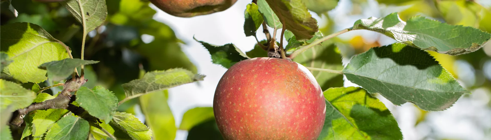 Malus domestica Malus domestica