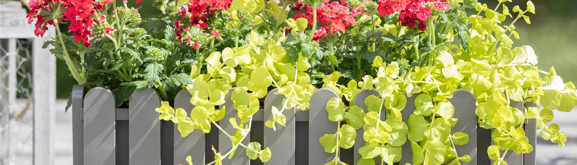 Balkonkasten Balkonkasten