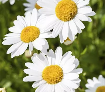 Argyranthemum frutescens Argyranthemum frutescens