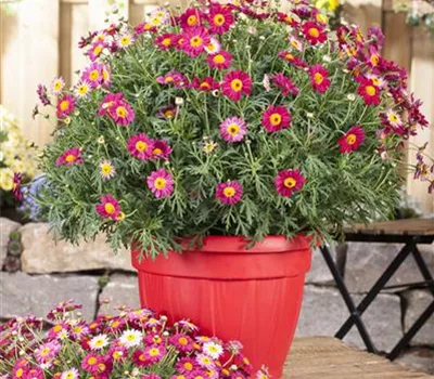 Argyranthemum frutescens, rot Argyranthemum frutescens, rot
