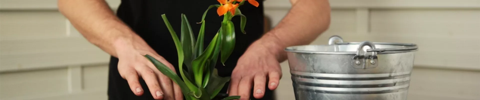 Milchstern - Einpflanzen in ein Gefäß (Thumbnail) Milchstern - Einpflanzen in ein Gefäß (Thumbnail)