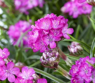 Armeria maritima Armeria maritima