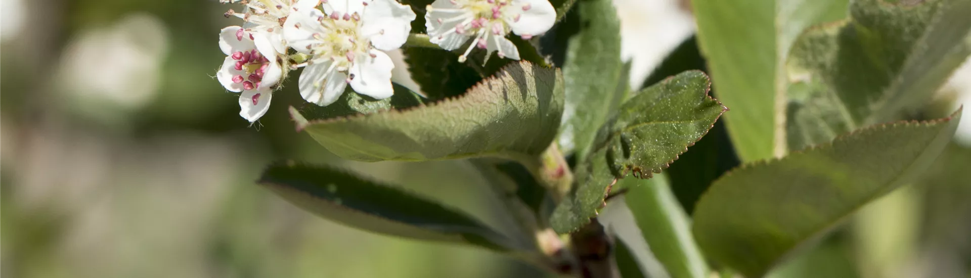Aronia melanocarpa Aronia melanocarpa