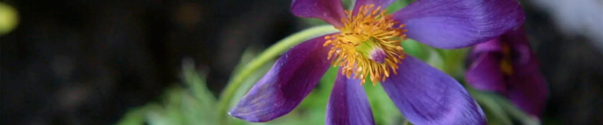 Küchenschelle - Einpflanzen im Garten (Thumbnail) Küchenschelle - Einpflanzen im Garten (Thumbnail)