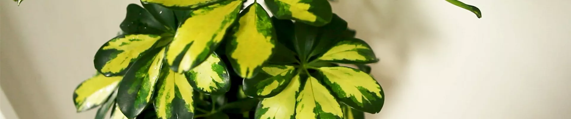 Strahlenaralie - Umtopfen