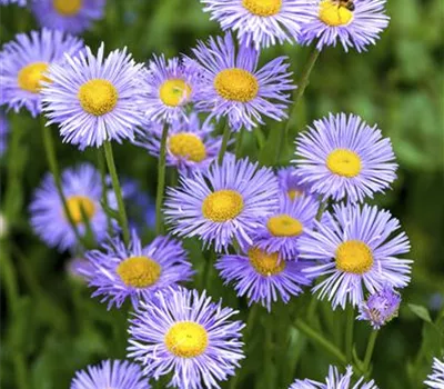 Aster dumosus Aster dumosus