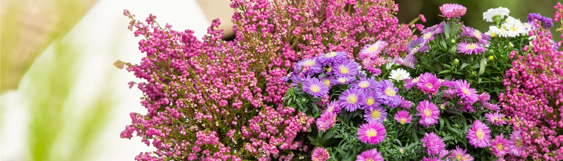 Herbstpflanzen Herbstpflanzen