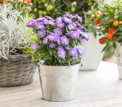 Aster dumosus, blau Aster dumosus, blau