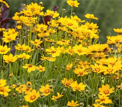 Coreopsis grandiflora Coreopsis grandiflora