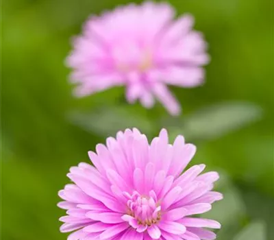 Aster dumosus, rosa Aster dumosus, rosa
