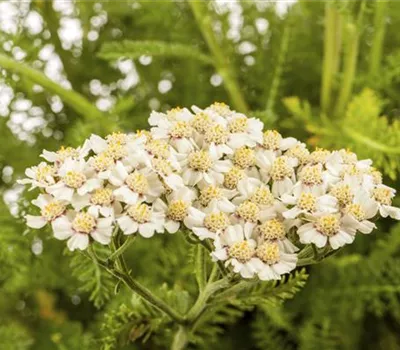 Achillea millefolium Achillea millefolium
