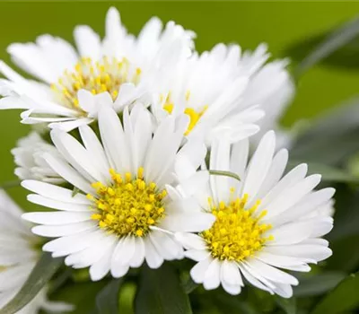 Aster dumosus, weiß Aster dumosus, weiß