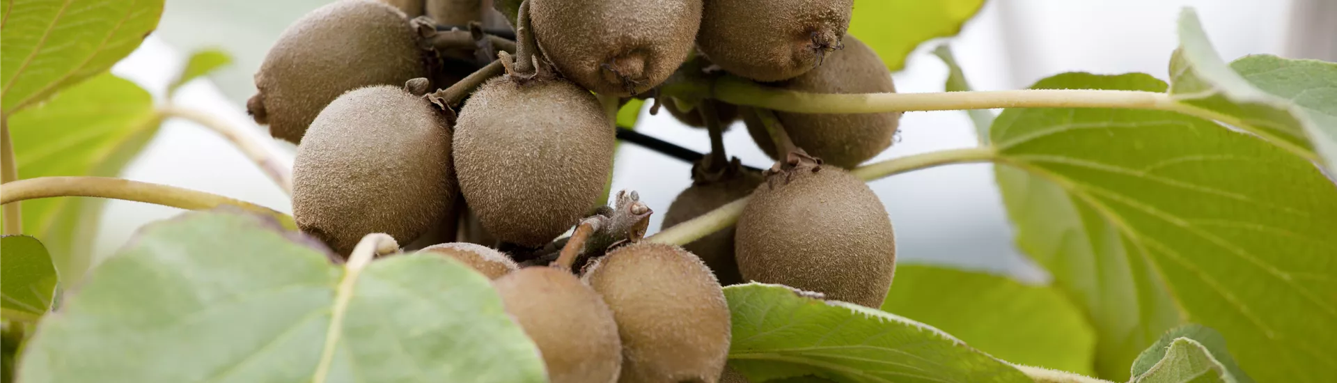 Actinidia chinensis Actinidia chinensis