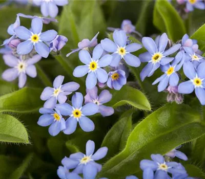 Myosotis sylvatica Myosotis sylvatica