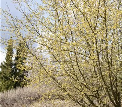 Cornus mas Cornus mas